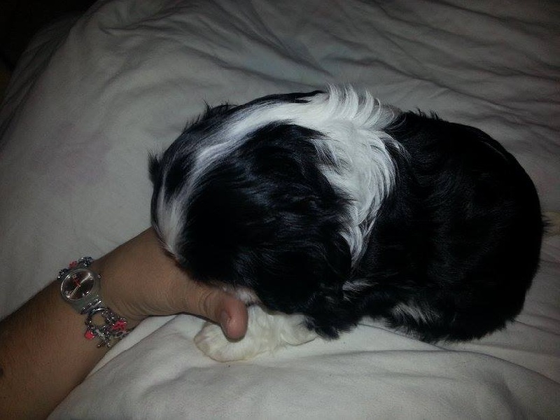 Du Clos Des Rêveries D'axaline - Cavalier King Charles Spaniel - Portée née le 08/10/2013